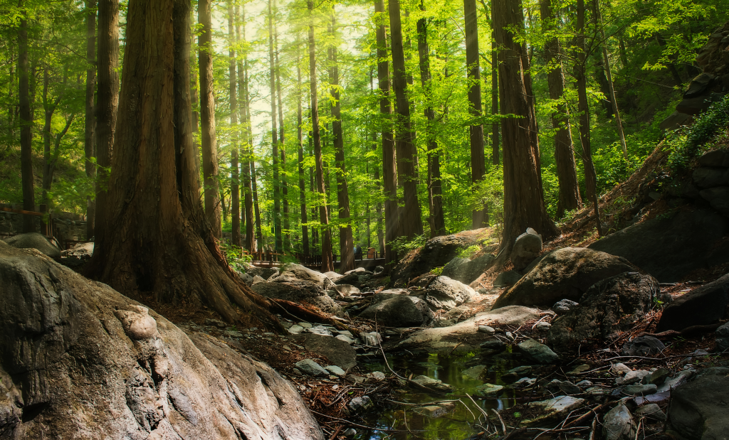 フルボ酸とはのページ。
森林の中で木の根っこと土の層が見えている画像。