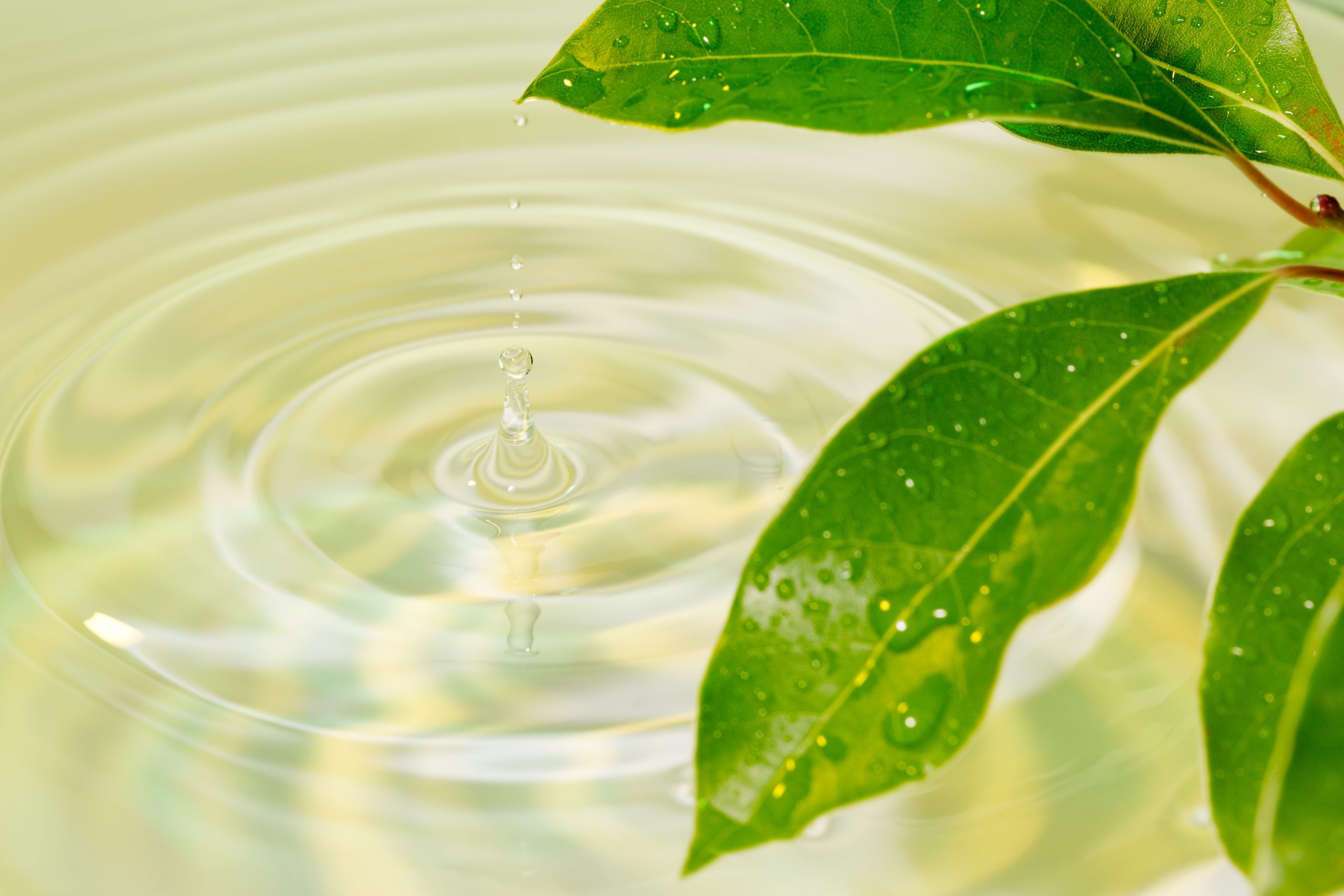 葉っぱとエキスのような水の中に雫が１粒落ちる様子の画像。
