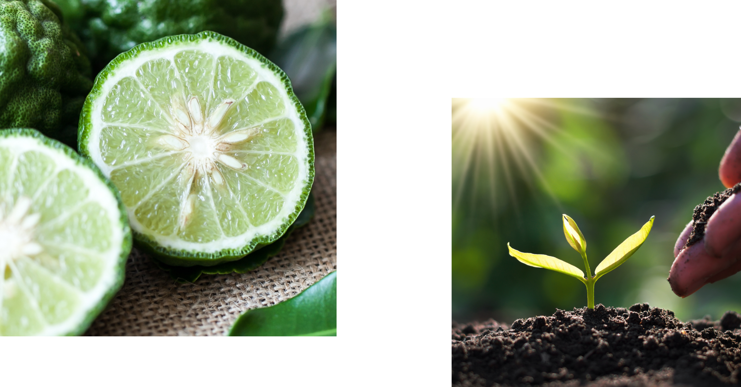 ベルガモットの実を半分にしてある画像と土から芽が生える様子。
LAMBDAジェルクレンジングの匂いと循環を連想させるための画像。