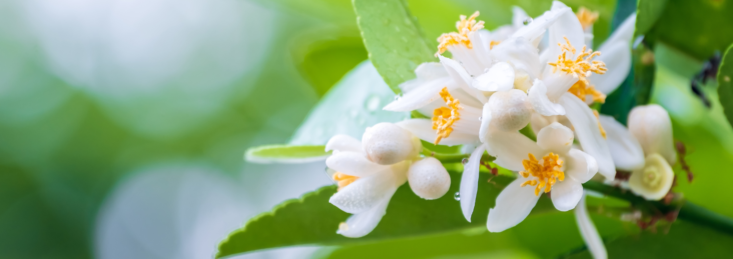 ベルガモットの花の画像。